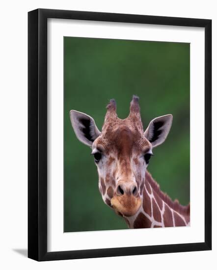 Reticulated Giraffe, Impala Ranch, Kenya-Gavriel Jecan-Framed Photographic Print