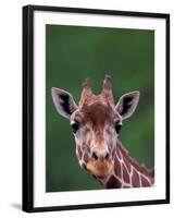 Reticulated Giraffe, Impala Ranch, Kenya-Gavriel Jecan-Framed Photographic Print