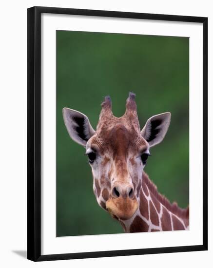 Reticulated Giraffe, Impala Ranch, Kenya-Gavriel Jecan-Framed Photographic Print