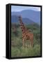 Reticulated Giraffe in Trees-DLILLC-Framed Stretched Canvas