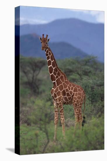 Reticulated Giraffe in Trees-DLILLC-Stretched Canvas