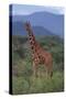 Reticulated Giraffe in Trees-DLILLC-Stretched Canvas