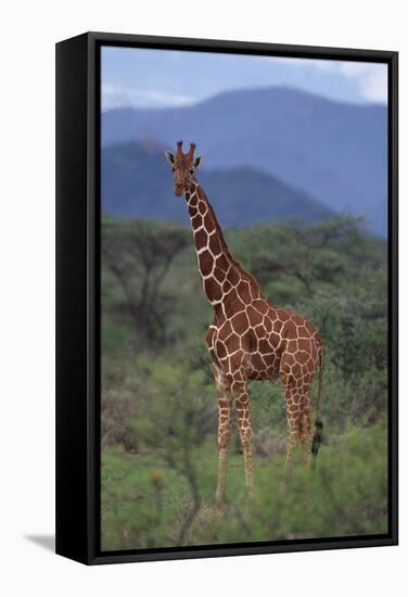 Reticulated Giraffe in Trees-DLILLC-Framed Stretched Canvas