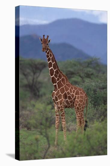 Reticulated Giraffe in Trees-DLILLC-Stretched Canvas