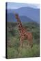 Reticulated Giraffe in Trees-DLILLC-Stretched Canvas