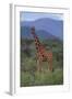 Reticulated Giraffe in Trees-DLILLC-Framed Photographic Print