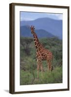 Reticulated Giraffe in Trees-DLILLC-Framed Photographic Print