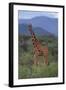 Reticulated Giraffe in Trees-DLILLC-Framed Photographic Print