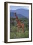 Reticulated Giraffe in Trees-DLILLC-Framed Photographic Print