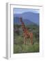 Reticulated Giraffe in Trees-DLILLC-Framed Photographic Print