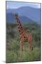 Reticulated Giraffe in Trees-DLILLC-Mounted Photographic Print