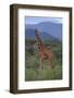 Reticulated Giraffe in Trees-DLILLC-Framed Photographic Print