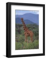 Reticulated Giraffe in Trees-DLILLC-Framed Photographic Print