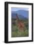 Reticulated Giraffe in Trees-DLILLC-Framed Photographic Print