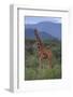 Reticulated Giraffe in Trees-DLILLC-Framed Photographic Print