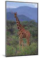 Reticulated Giraffe in Trees-DLILLC-Mounted Photographic Print