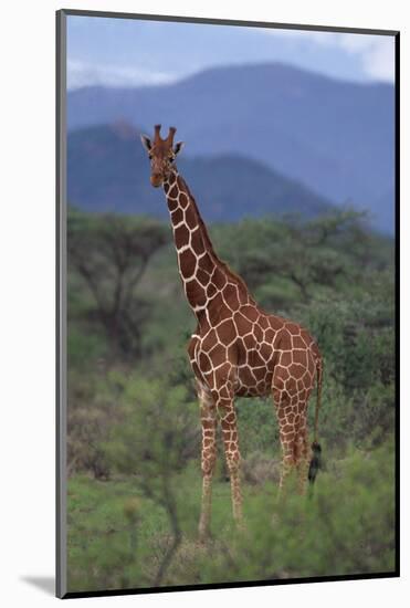 Reticulated Giraffe in Trees-DLILLC-Mounted Photographic Print