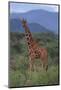 Reticulated Giraffe in Trees-DLILLC-Mounted Photographic Print