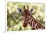 Reticulated giraffe looking at the camera, Kalama conservancy, Samburu, Kenya.-Sergio Pitamitz-Framed Photographic Print