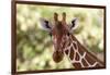 Reticulated giraffe looking at the camera, Kalama conservancy, Samburu, Kenya.-Sergio Pitamitz-Framed Photographic Print