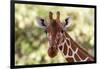 Reticulated giraffe looking at the camera, Kalama conservancy, Samburu, Kenya.-Sergio Pitamitz-Framed Photographic Print