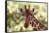 Reticulated giraffe looking at the camera, Kalama conservancy, Samburu, Kenya.-Sergio Pitamitz-Framed Stretched Canvas