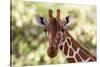 Reticulated giraffe looking at the camera, Kalama conservancy, Samburu, Kenya.-Sergio Pitamitz-Stretched Canvas