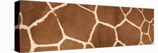 Reticulated Giraffe Markings-null-Stretched Canvas