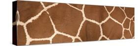 Reticulated Giraffe Markings-null-Stretched Canvas