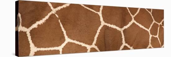 Reticulated Giraffe Markings-null-Stretched Canvas