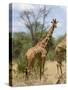 Reticulated Giraffe, Meru National Park, Kenya, East Africa, Africa-Pitamitz Sergio-Stretched Canvas