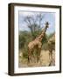 Reticulated Giraffe, Meru National Park, Kenya, East Africa, Africa-Pitamitz Sergio-Framed Photographic Print