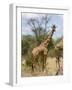 Reticulated Giraffe, Meru National Park, Kenya, East Africa, Africa-Pitamitz Sergio-Framed Photographic Print
