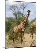 Reticulated Giraffe, Meru National Park, Kenya, East Africa, Africa-Pitamitz Sergio-Mounted Photographic Print