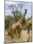 Reticulated Giraffe, Meru National Park, Kenya, East Africa, Africa-Pitamitz Sergio-Mounted Photographic Print