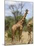 Reticulated Giraffe, Meru National Park, Kenya, East Africa, Africa-Pitamitz Sergio-Mounted Photographic Print