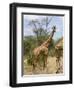 Reticulated Giraffe, Meru National Park, Kenya, East Africa, Africa-Pitamitz Sergio-Framed Photographic Print