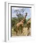 Reticulated Giraffe, Meru National Park, Kenya, East Africa, Africa-Pitamitz Sergio-Framed Photographic Print