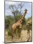 Reticulated Giraffe, Meru National Park, Kenya, East Africa, Africa-Pitamitz Sergio-Mounted Photographic Print