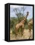 Reticulated Giraffe, Meru National Park, Kenya, East Africa, Africa-Pitamitz Sergio-Framed Stretched Canvas