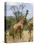 Reticulated Giraffe, Meru National Park, Kenya, East Africa, Africa-Pitamitz Sergio-Stretched Canvas