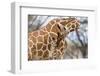 Reticulated giraffe mother grooming baby, Kenya, Africa-David Pattyn-Framed Photographic Print