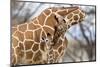 Reticulated giraffe mother grooming baby, Kenya, Africa-David Pattyn-Mounted Photographic Print