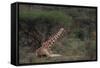 Reticulated Giraffe Resting-DLILLC-Framed Stretched Canvas