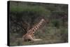 Reticulated Giraffe Resting-DLILLC-Stretched Canvas