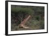 Reticulated Giraffe Resting-DLILLC-Framed Photographic Print