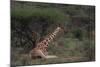 Reticulated Giraffe Resting-DLILLC-Mounted Photographic Print