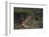 Reticulated Giraffe Resting-DLILLC-Framed Photographic Print