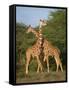 Reticulated Giraffe, Samburu, Kenya, East Africa, Africa-Robert Harding-Framed Stretched Canvas