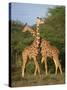 Reticulated Giraffe, Samburu, Kenya, East Africa, Africa-Robert Harding-Stretched Canvas